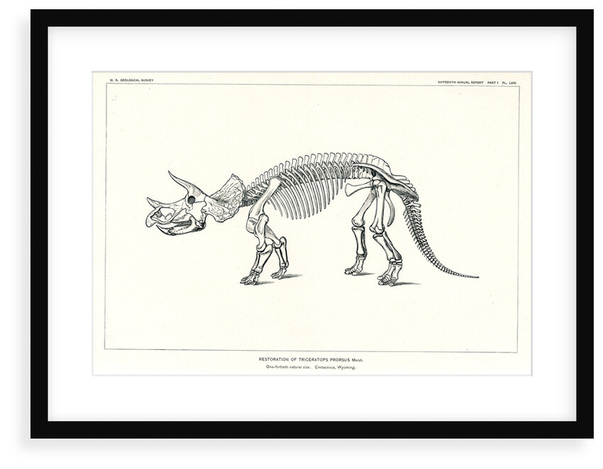 'Triceratops prorsus' by unknown
